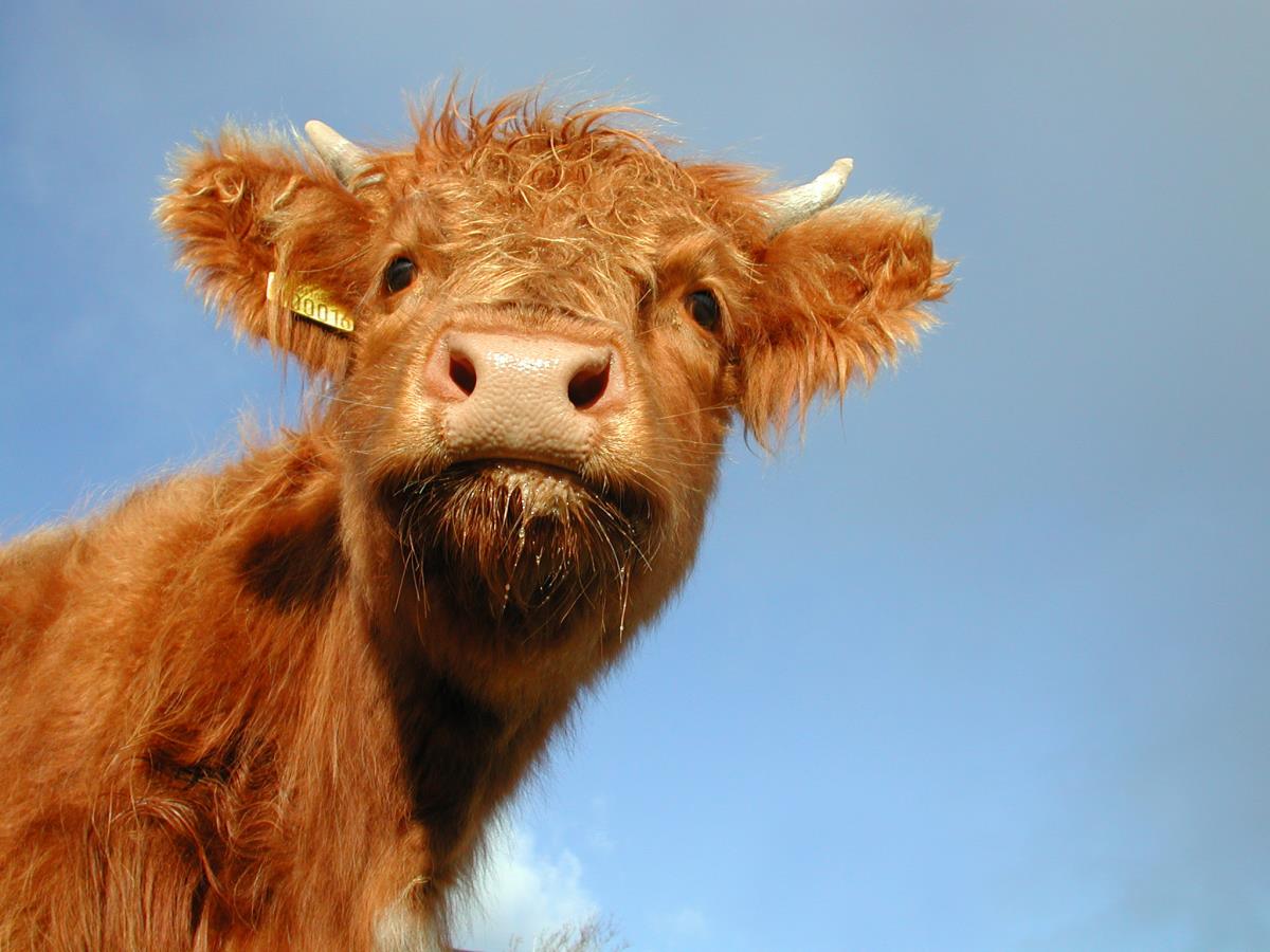 Highland Cow