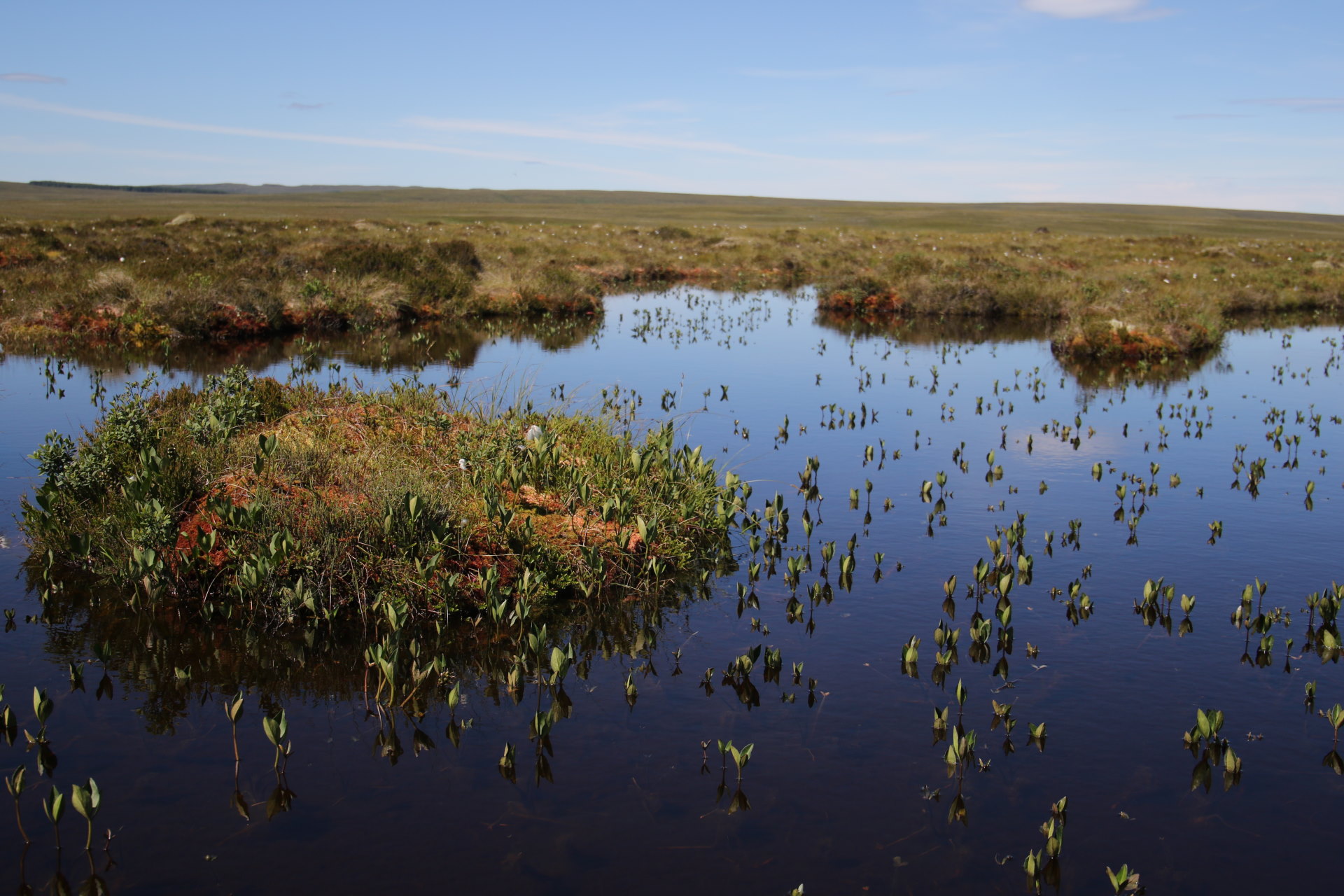 Forsinard Reserve Paul Turner RSPB