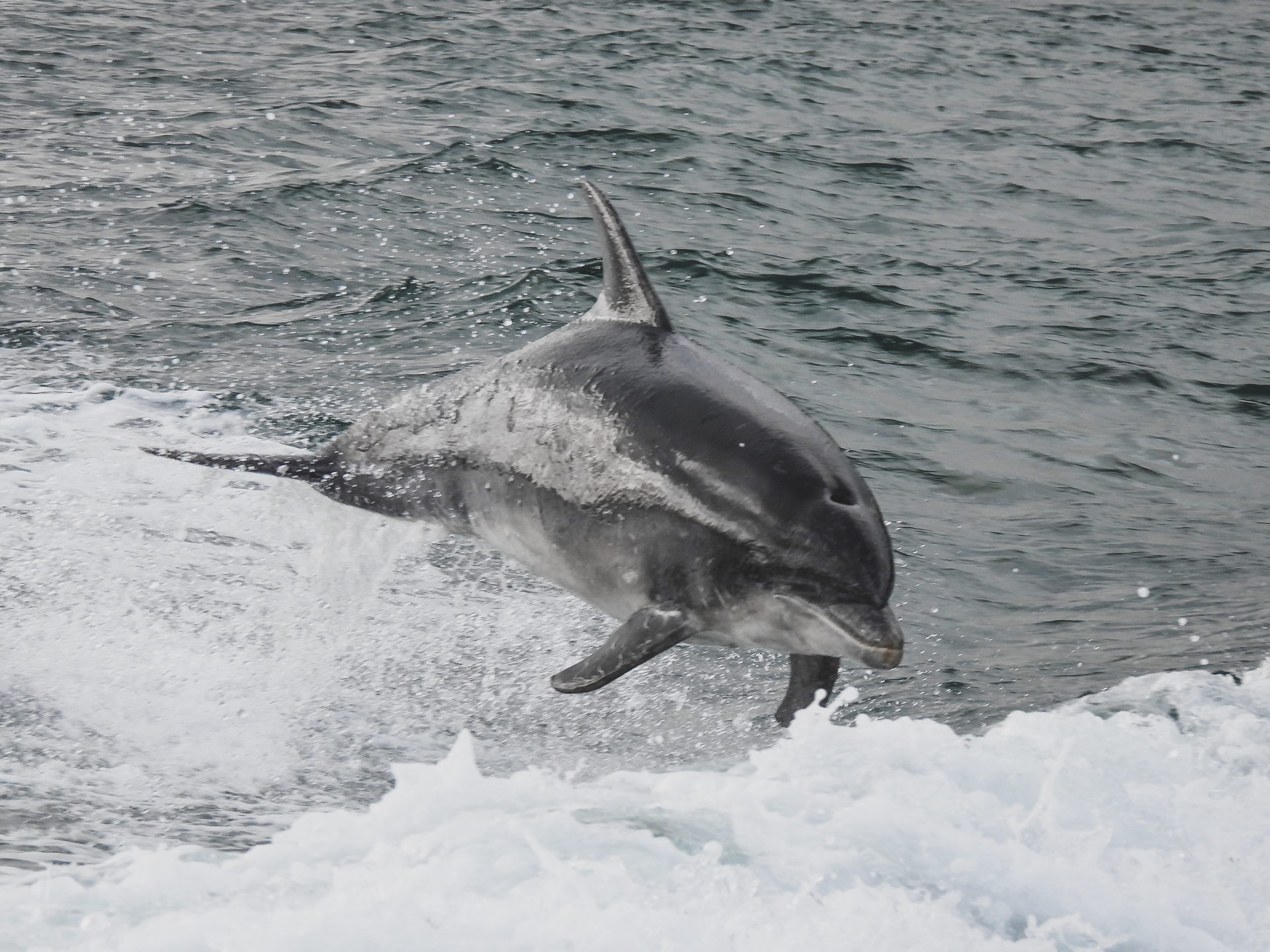 Dolphin Islay Sea Adventures