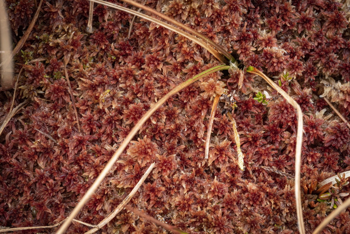 Sphagnum Moss