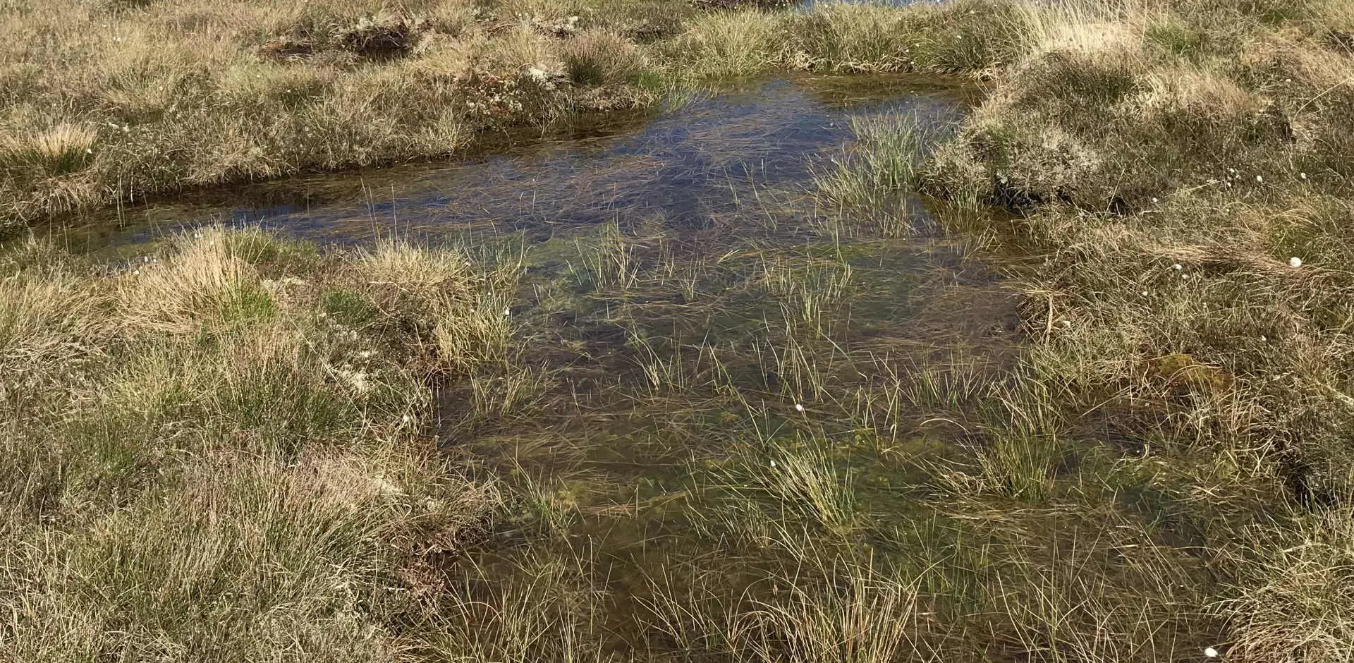 Bog Pool Angharad Ward ACT 1920 X 940