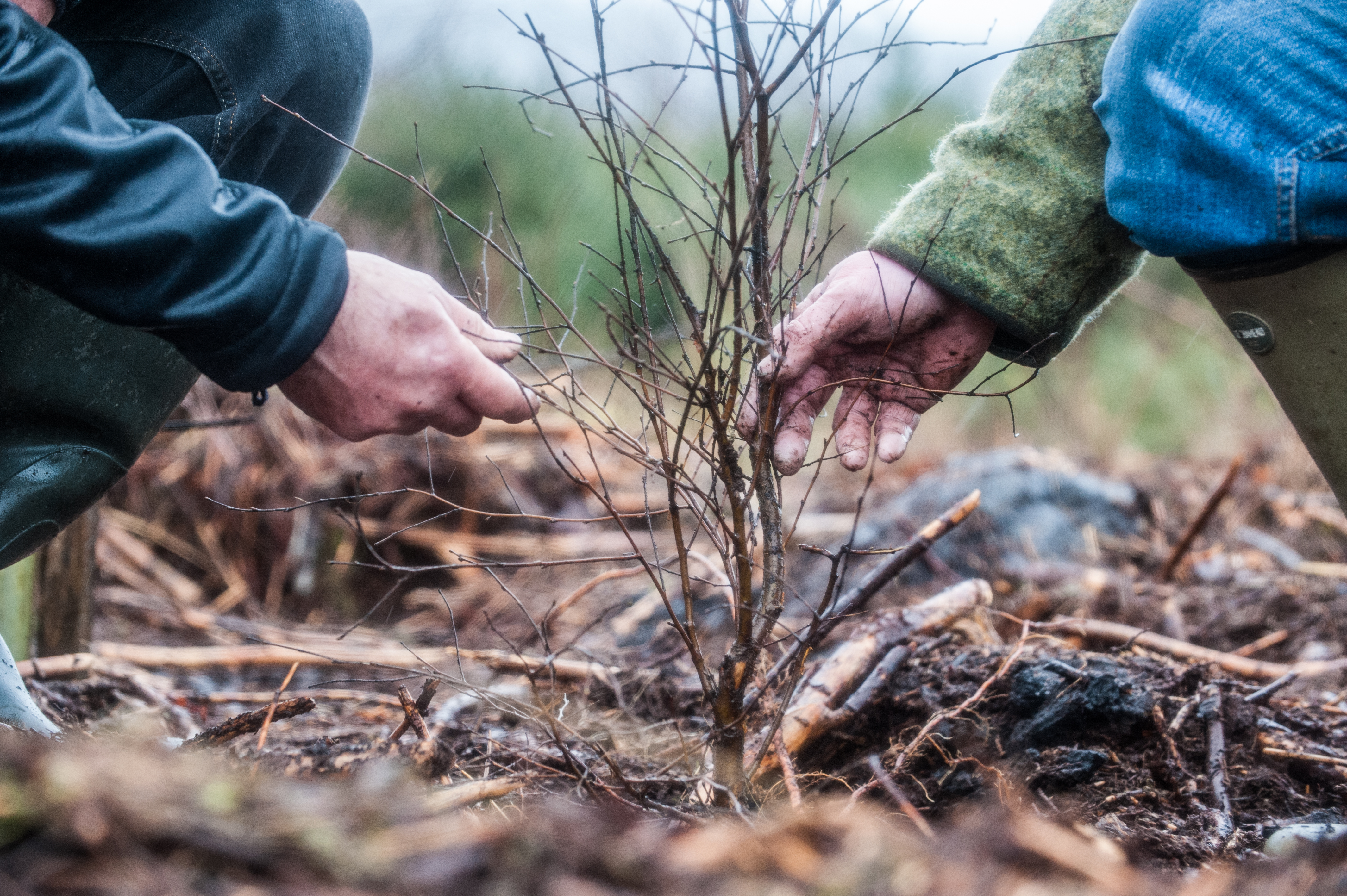 People's hands holding a tree