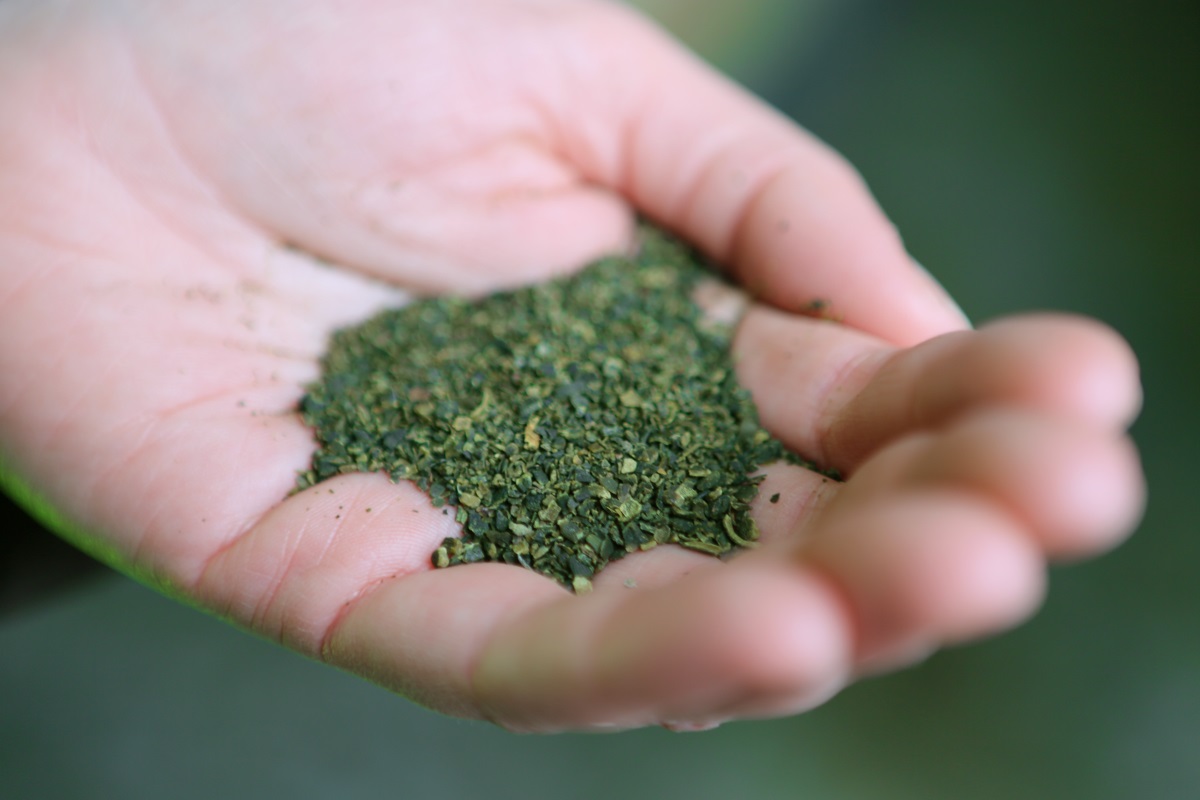 Hand holding dried ground seaweed