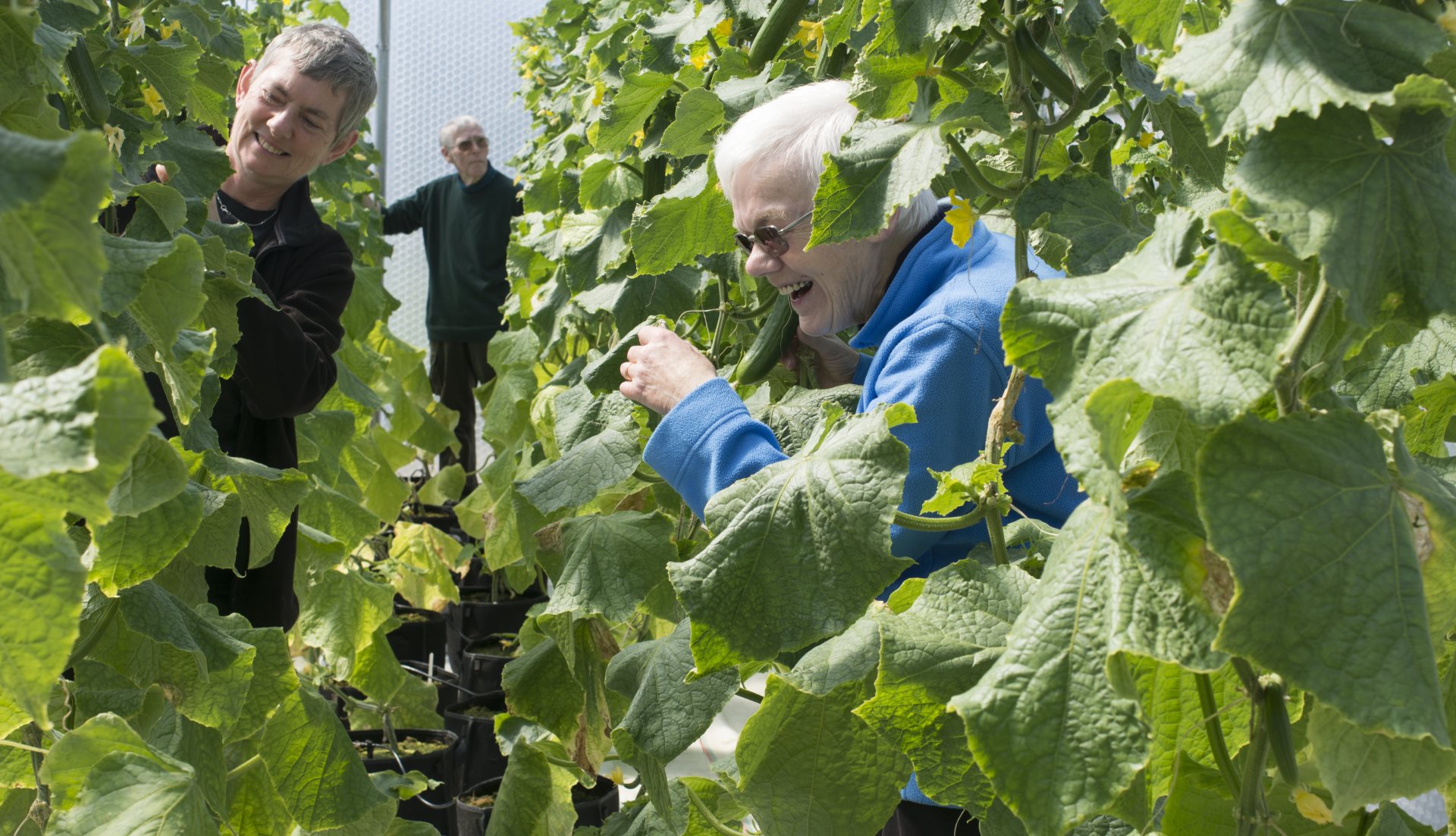 People planting inside polytunnel