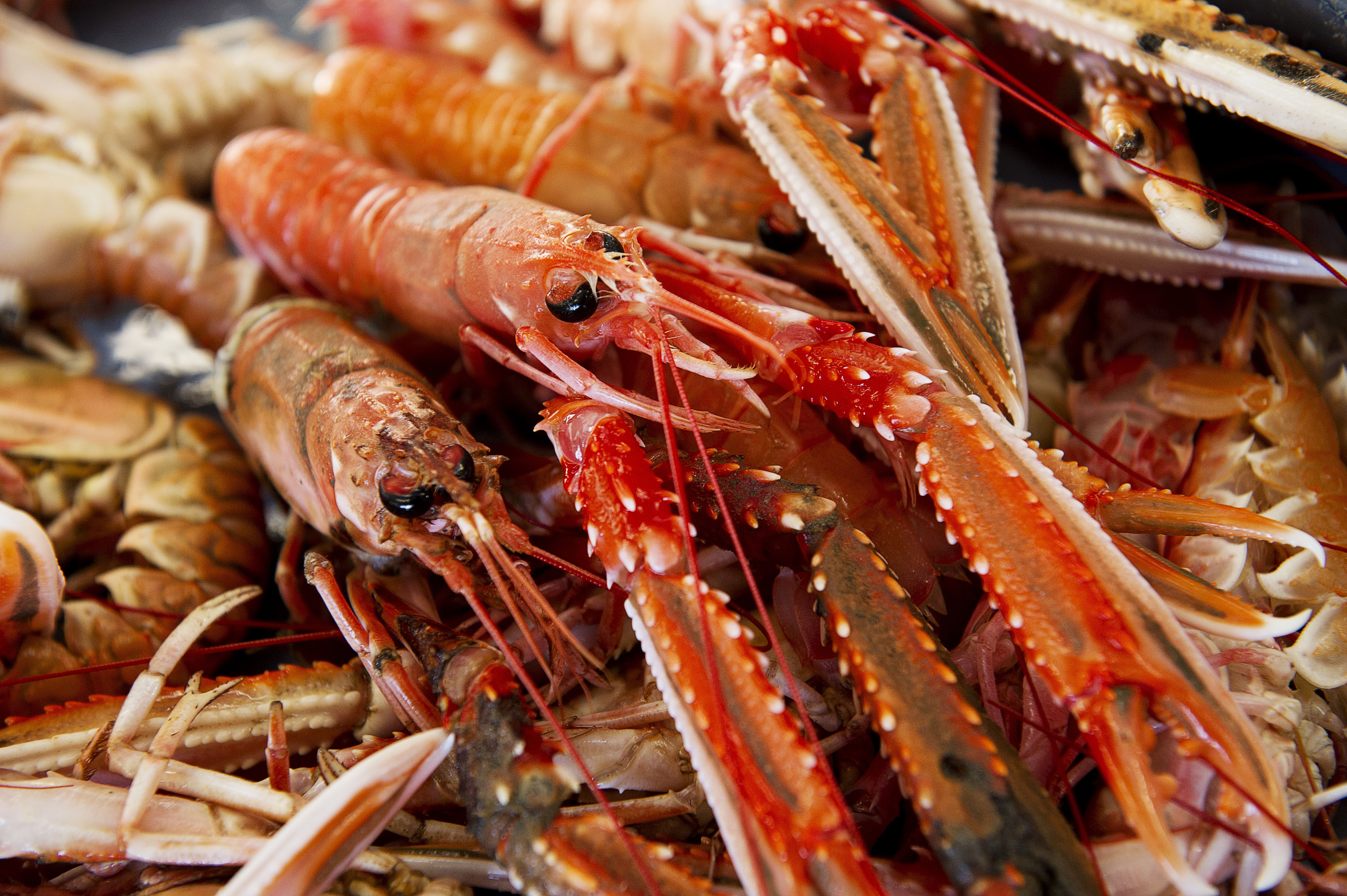 Bright red langoustine